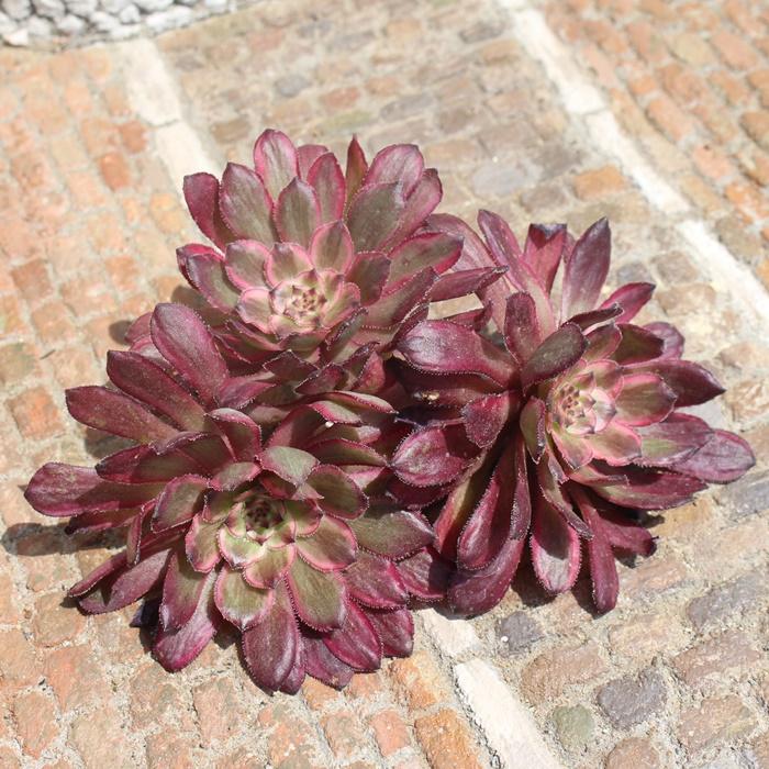 マイバッハ(超特大群生)◎多肉植物 カット苗 韓国苗