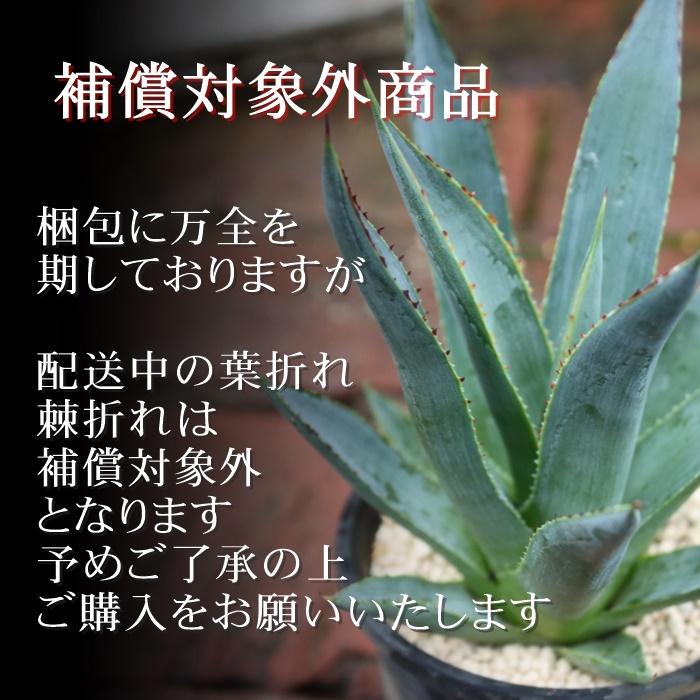 楽天市場】吉祥冠錦 大 外斑 AAG10 アガベ 送料無料 おすすめ販売 12cm 