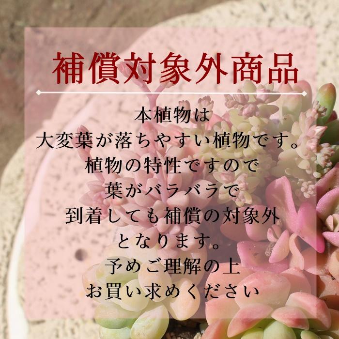 ゼイヘリー アドロミスクス 2寸ポット 弁慶草科 多肉植物 多肉永遠苗 