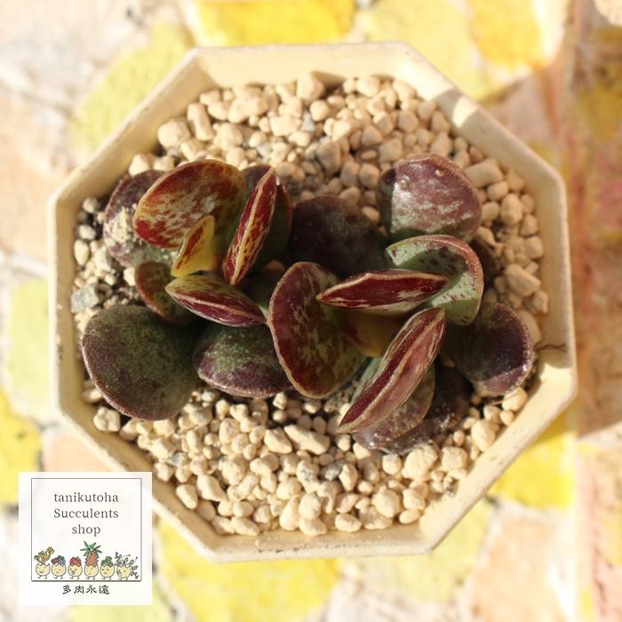 お纏め　多肉植物　アミスター錦　抜き苗 35#多肉植物アエオニウム錦❤️ピンクウィッチセッカ❤️15cm 拔き苗