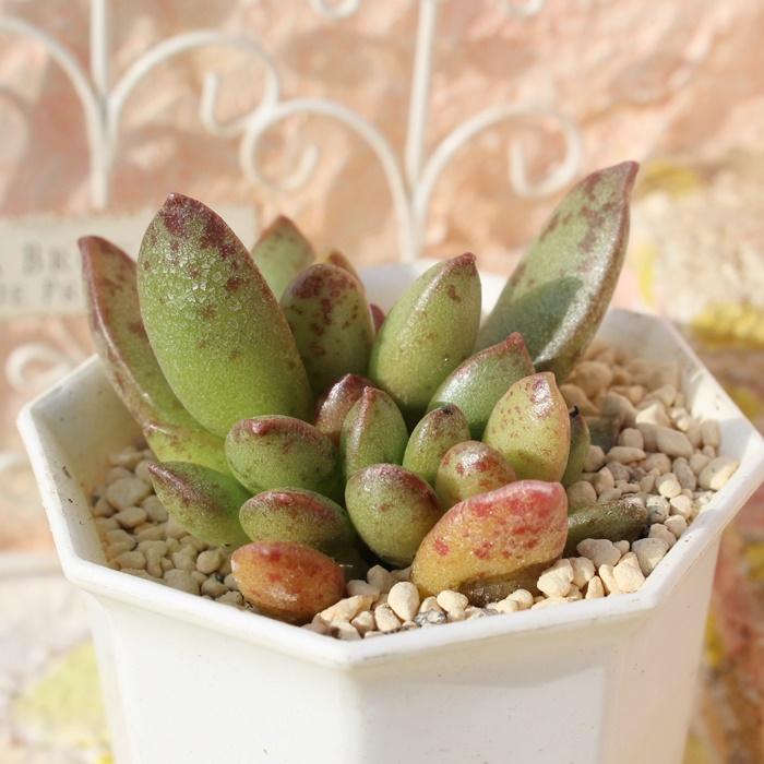 多肉植物アドロミスクス 多数 作家鉢寄せ植え28鉢ほど 楽天市場
