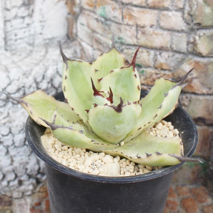 吉祥冠外斑 アガベ 6cmポット リュウゼツラン科 多肉植物 多肉