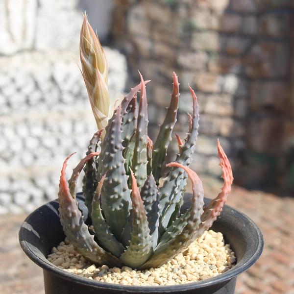 帝王錦 アロエ Mサイズ5.5cmポット aloe humilis 小〜中型種 仔吹き