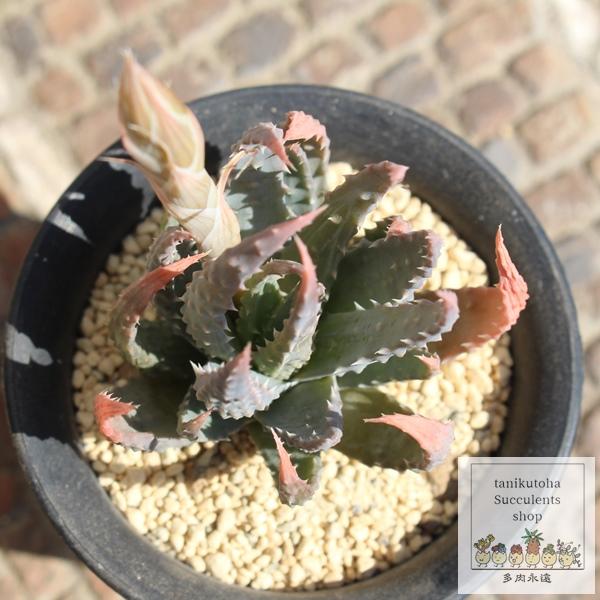 帝王錦 アロエ Mサイズ5.5cmポット aloe humilis 小〜中型種 仔吹き