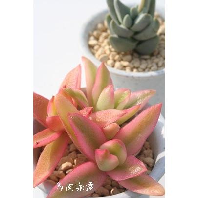 火祭り錦 2寸ポット クラッスラ 弁慶草科 多肉植物 根付苗 多肉激安 可愛い多肉植物 Sale 59 Off