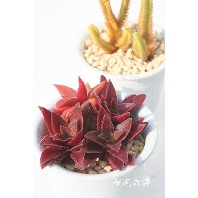 割り引き 紅葉祭 2寸ポット クラッスラ 弁慶草科 多肉植物 根付苗 多肉激安 可愛い多肉植物