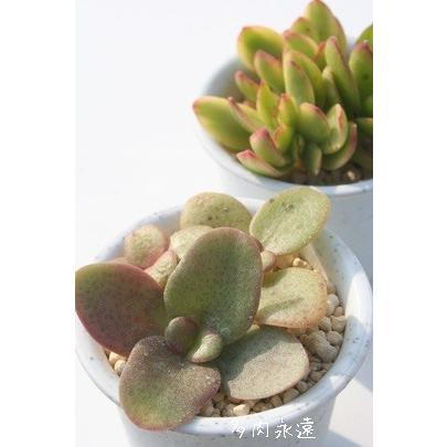 ムルチカバ 2寸ポット クラッスラ 弁慶草科 多肉植物 根付苗 多肉激安 可愛い多肉植物 C 052 多肉永遠支店 通販 Yahoo ショッピング
