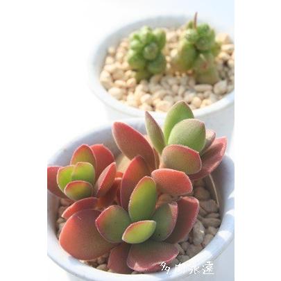 ワーテルメイエリー 2寸ポット クラッスラ 弁慶草科 多肉植物 根付苗