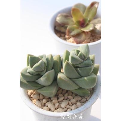 絶品 紀ノ川 2寸ポット クラッスラ 弁慶草科 多肉植物 根付苗 多肉激安 可愛い多肉植物
