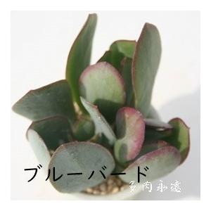 ブルーバード 2寸ポット クラッスラ 弁慶草科 多肉植物 根付苗 多肉