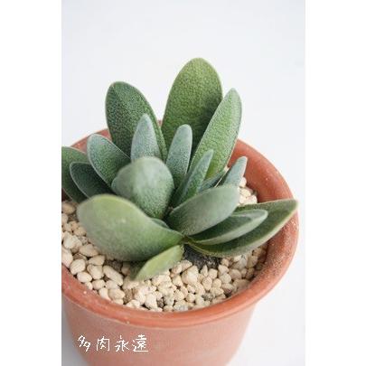 テクタ グリングブラゲンシス 2寸ポット クラッスラ 弁慶草科 多肉植物 根付苗 多肉激安 可愛い多肉植物 C 071 多肉永遠支店 通販 Yahoo ショッピング