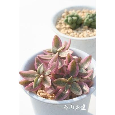 ボルケンシー錦 2寸ポット クラッスラ 弁慶草科 多肉植物 根付苗 多肉激安 可愛い多肉植物 C 086 多肉永遠支店 通販 Yahoo ショッピング