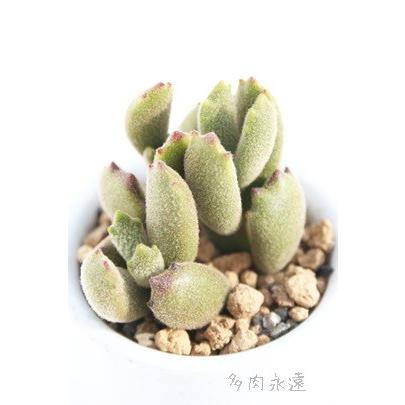 子猫の爪 コチレドン 弁慶草科 多肉植物 コチレドン通販 コチレドン