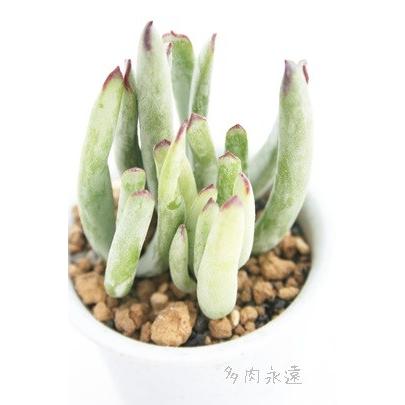 姫娘2寸ポット コチレドン 弁慶草科 多肉植物 根付苗 多肉激安 コチレドン 苗 可愛い多肉植物 Co 018 多肉永遠支店 通販 Yahoo ショッピング