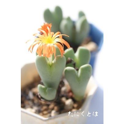 174円 超目玉 聖園 2頭 小型タビ型 昼咲き種 淡赤花 2寸ポット コノフィツム メセン科 根付苗 アフリカ原産 珍品多肉植物