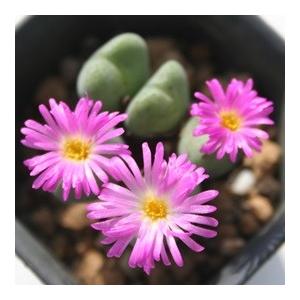 多肉植物 紫ピンク グラデーション 花芽付き*6 増量】クリーピングタイム 苗 ＊ ハーブ 多肉植物 ちいさな