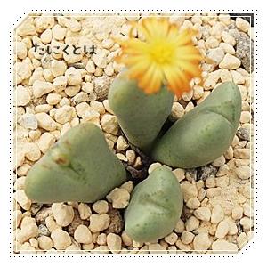 専用❤️速達＋300同梱-50円多肉植物　コノフィツム　クビクム　群生　鉢のまま 専用❤️速達＋300同梱-50円多肉植物 コノフィツム クビクム