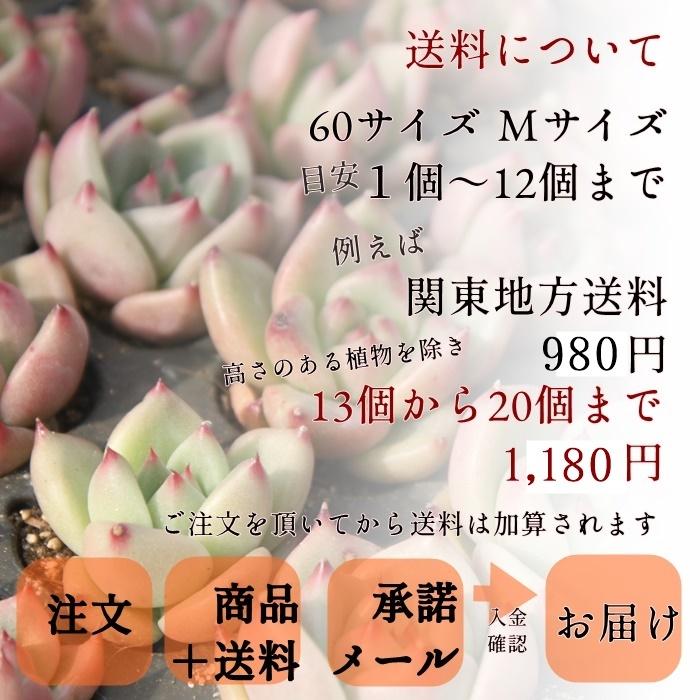 バレンタイン 3頭 小型ハート型。昼咲濃紫花。 2寸ポット コノフィツム メセン科 根付苗 アフリカ原産 珍品多肉植物｜tanikutoha｜11