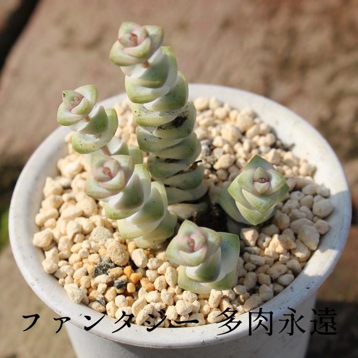 ファンタジー クラッスラ 2寸ポット 弁慶草科 多肉植物 根付苗 多肉