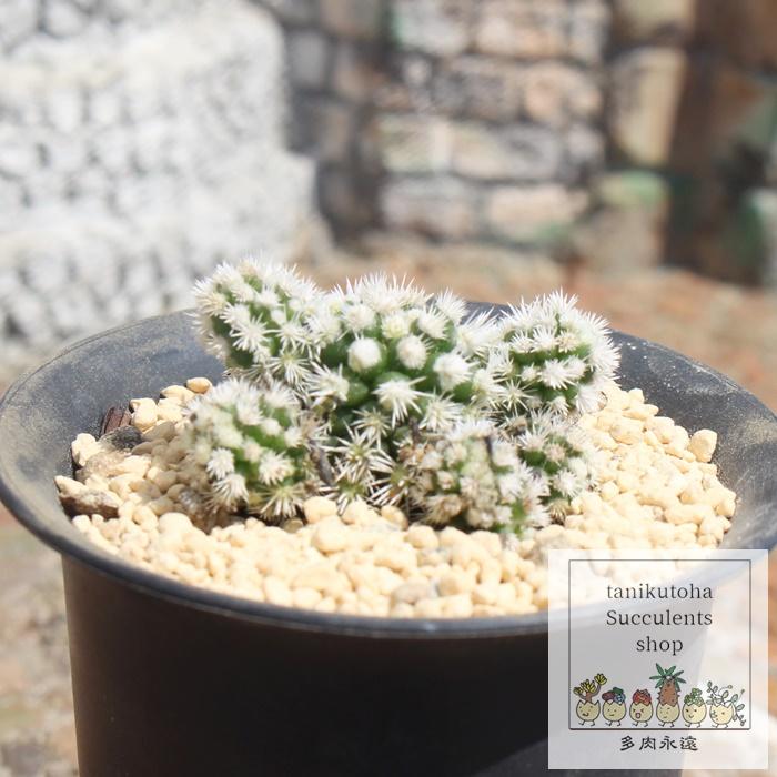 明日香姫 サボテン 6cmポット mammillaria vetula ssp gracilis aizona