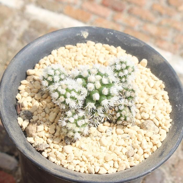 明日香姫 サボテン 6cmポット mammillaria vetula ssp gracilis aizona