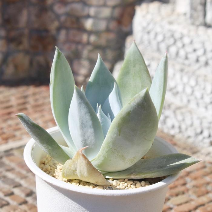 多肉植物 ダドレア・仙女盃（特大） ダドレア・仙女盃（特大