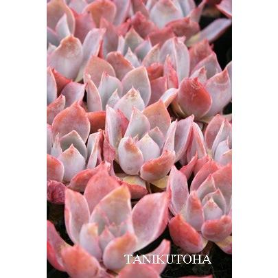 アフターグロー 2Lカット苗 エケベリア 弁慶草科 多肉植物 大型種