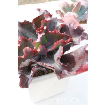 イブニングドレス 2寸ポット エケベリア 弁慶草科 多肉植物 苗 新築祝 新築祝 誕生日祝 開店祝 結婚式祝 Eca 033 多肉永遠支店 通販 Yahoo ショッピング