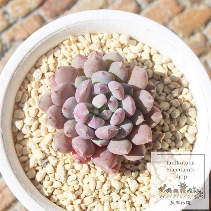 アモエナ タクスパン 2寸ポット 韓国苗 エケベリア 弁慶草科 多肉植物 苗 新築祝 新築祝 誕生日祝 開店祝 結婚式祝 Eca 051 多肉永遠支店 通販 Yahoo ショッピング