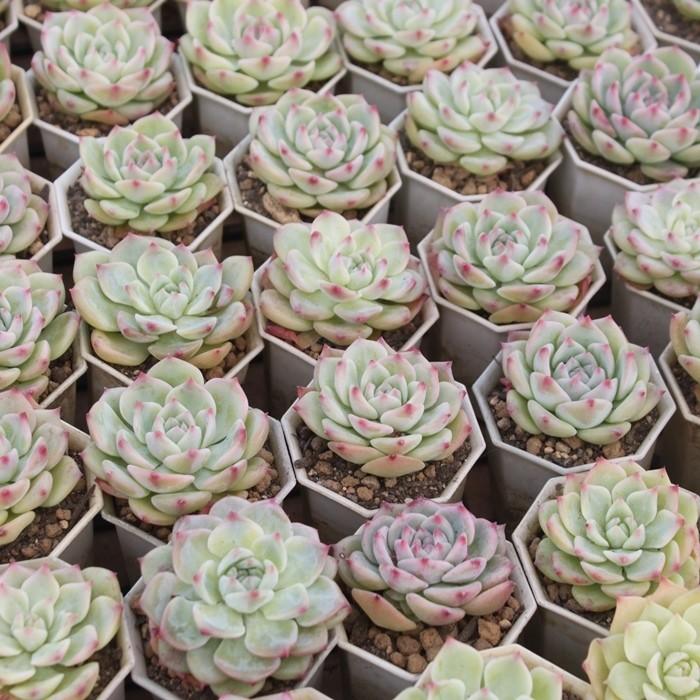 Akマリア Mサイズ 2寸ポット 韓国苗 エケベリア 弁慶草科 多肉植物 苗 新築祝 新築祝 誕生日祝 開店祝 結婚式祝 Eca 052 多肉永遠支店 通販 Yahoo ショッピング