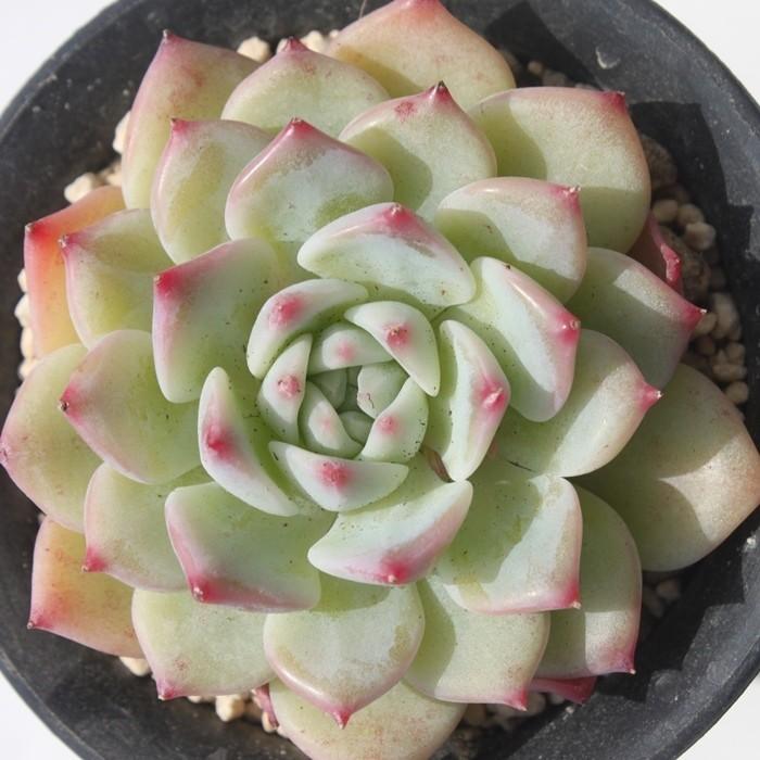 Akマリア Sサイズ カット苗 2寸ポット 韓国苗 エケベリア 弁慶草科 多肉植物 苗 新築祝 新築祝 誕生日祝 開店祝 結婚式祝 Eca 052 多肉永遠支店 通販 Yahoo ショッピング