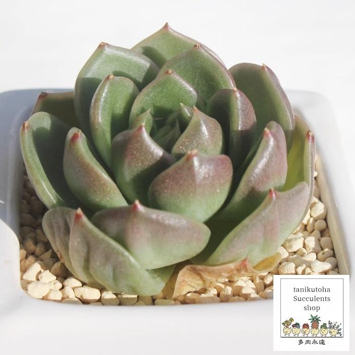 アイスシティー エケベリア ECHEVERIA ICE CITY 新商品 大人気 弁慶草