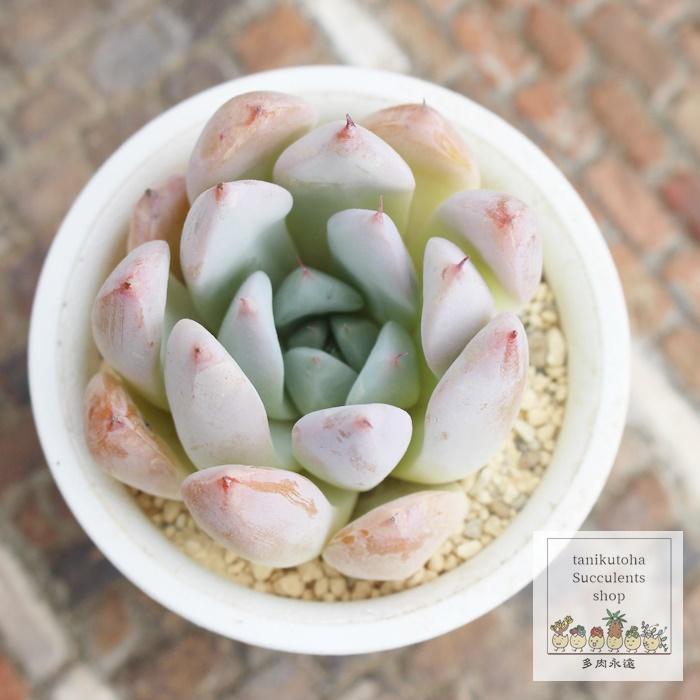 苺ミルク大福 永遠ラベル付き エケベリア Echeveria ichigomilk 