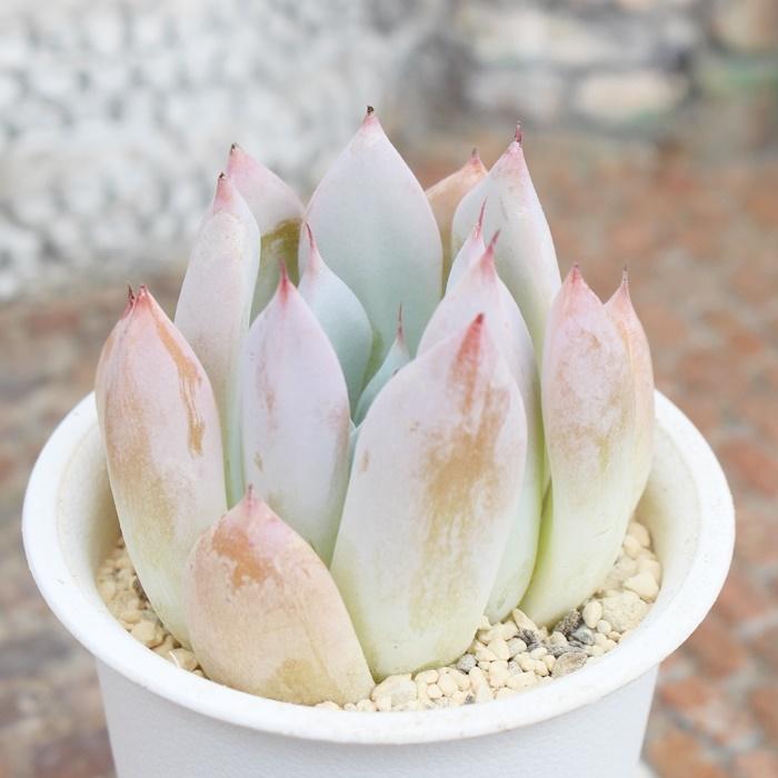 苺ミルク大福 永遠ラベル付き エケベリア Echeveria ichigomilk 