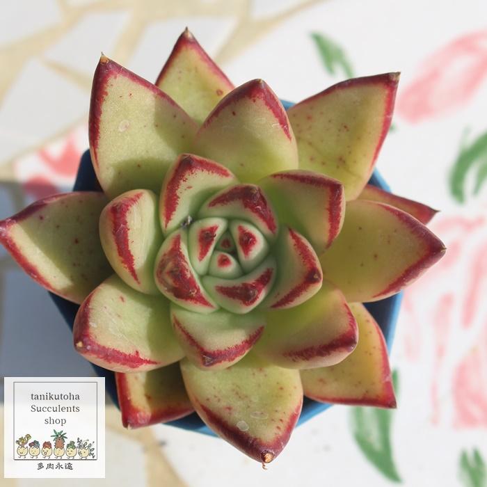 エボニースーパークローン エケベリア 2寸ポット Echeveria エボニースーパークローン エケベリア 2寸ポット Echeveria