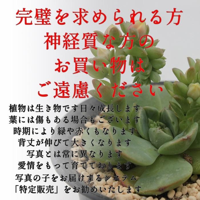 苺ミルクフラッペ 永遠ラベル付き エケベリア Mサイズ 5.5cmポット echeveria ichigo milk fulappe 弁慶草科 多肉植物 苗 きれい 小〜中型種｜tanikutoha｜05