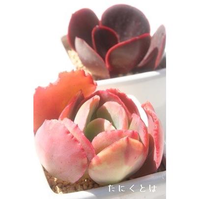 パーティードレス 2寸ポット エケベリア 弁慶草科 多肉植物 苗 新築祝 新築祝 誕生日祝 開店祝 結婚式祝 Ech 007 多肉永遠支店 通販 Yahoo ショッピング