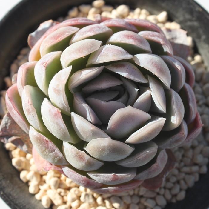 パープルベリー エケベリア 2寸ポット 韓国苗 弁慶草科 多肉植物 パープルベリー エケベリア 2寸ポット 韓国苗 弁慶草科 多肉植物