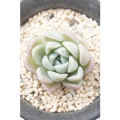 ピンクラブ Sサイズ 韓国苗 エケベリア 弁慶草科 多肉植物 苗 新築祝