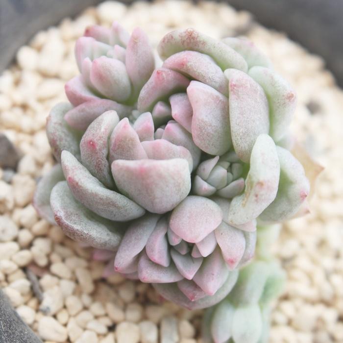 プロリフィカ錦 Mサイズ 韓国苗 エケベリア 弁慶草科 多肉植物 苗 新築祝 新築祝 誕生日祝 開店祝 結婚式祝 Ech 111 多肉永遠支店 通販 Yahoo ショッピング