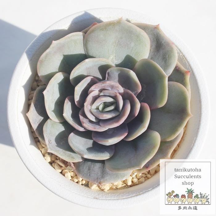 ブルーサプライズ エケベリア 2寸ポット Echeveria blue suprise