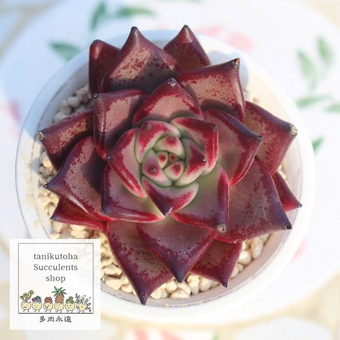 多肉植物　ブロードロメオ　韓国苗 ブラッディーロメオ エケベリア 韓国苗 Echeveria bloody romeo 弁慶草