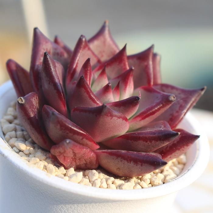 多肉植物　ブロードロメオ　韓国苗 ブラッディーロメオ エケベリア 韓国苗 Echeveria bloody romeo 弁慶草