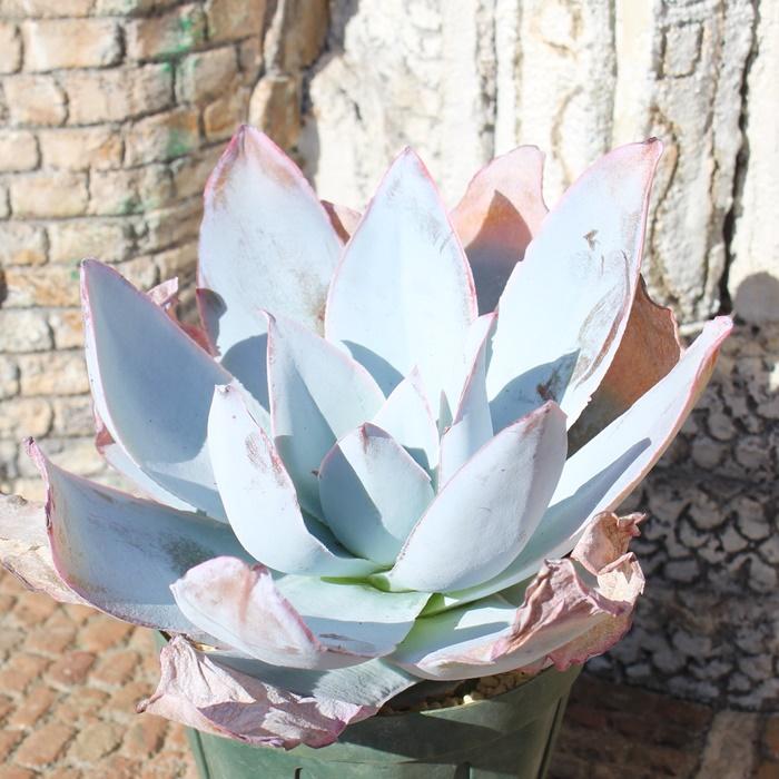 カンテ 2Lサイズ カット苗 8.5cmポット 韓国苗 エケベリア 弁慶草科