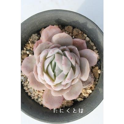 ギルバブルーサプライズ 2寸ポット エケベリア 弁慶草科 多肉植物 苗 新築祝 新築祝 誕生日祝 開店祝 結婚式祝 Eck 049 多肉永遠支店 通販 Yahoo ショッピング