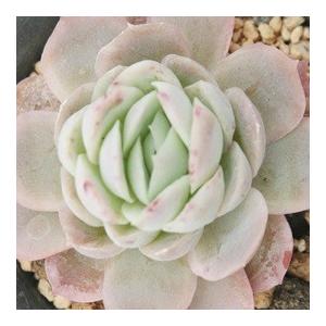 ギルバブルーサプライズ 2寸ポット エケベリア 弁慶草科 多肉植物 苗 新築祝 新築祝 誕生日祝 開店祝 結婚式祝 Eck 049 多肉永遠支店 通販 Yahoo ショッピング