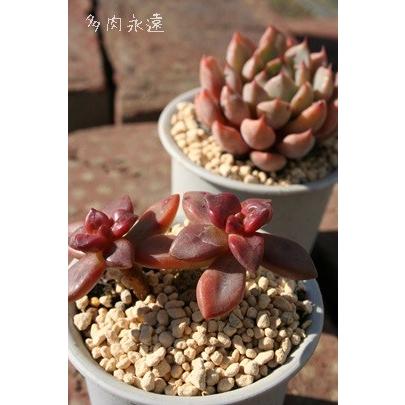 コンプレッシカウリス 2寸ポット エケベリア 弁慶草科 多肉植物 苗 新築祝 新築祝 誕生日祝 開店祝 結婚式祝 Eck 061 多肉永遠支店 通販 Yahoo ショッピング