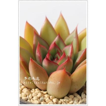 クリスマスイブ 2寸ポット エケベリア 弁慶草科 多肉植物 苗 新築祝 新築祝 誕生日祝 開店祝 結婚式祝 Eck 062 多肉永遠支店 通販 Yahoo ショッピング