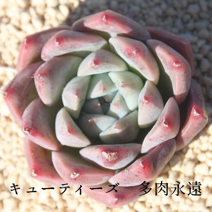 キューティーズ カット苗 韓国苗 エケベリア 弁慶草科 多肉植物 苗 新築祝 新築祝 誕生日祝 開店祝 結婚式祝 Eck 075 多肉永遠支店 通販 Yahoo ショッピング