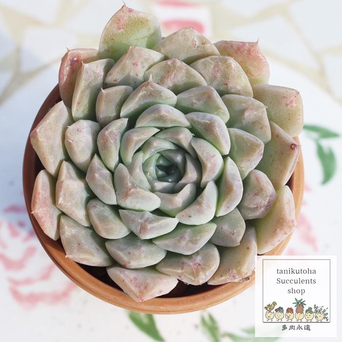 クレバー Lサイズ エケベリア Echeveria Cleaver 弁慶草科 多肉植物 観葉植物 韓国苗 薔薇咲 きれい かわいい ロゼットタイプ Eck 077 多肉永遠支店 通販 Yahoo ショッピング